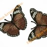Термоаппликация "Бабочка коричневая" 5х7,5см 2шт (пёстрая)